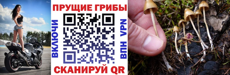 хочу   Алагир  Псилоцибиновые грибы мицелий 